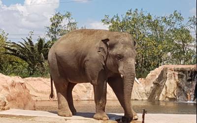 Αττικό Ζωολογικό Πάρκο